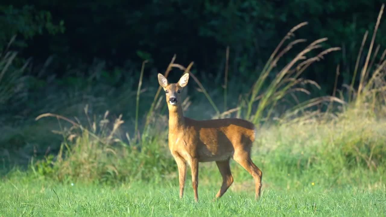 Wild deer barks!