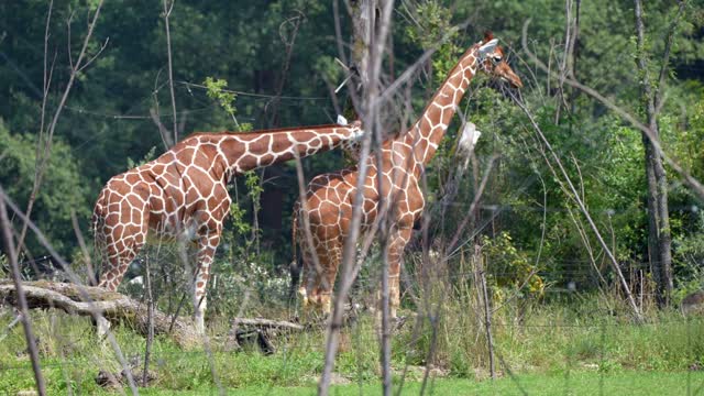 splendid gesture of love among animals