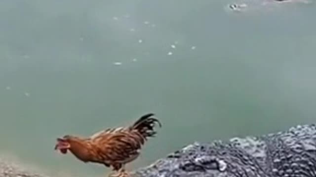 Suddenly startled, fierce crocodile, flying chicken