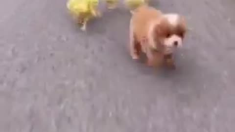 😍😻Funny and cute dogs 🐶vedio😁
