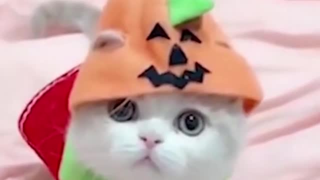 cat in costume for halloween /very cute