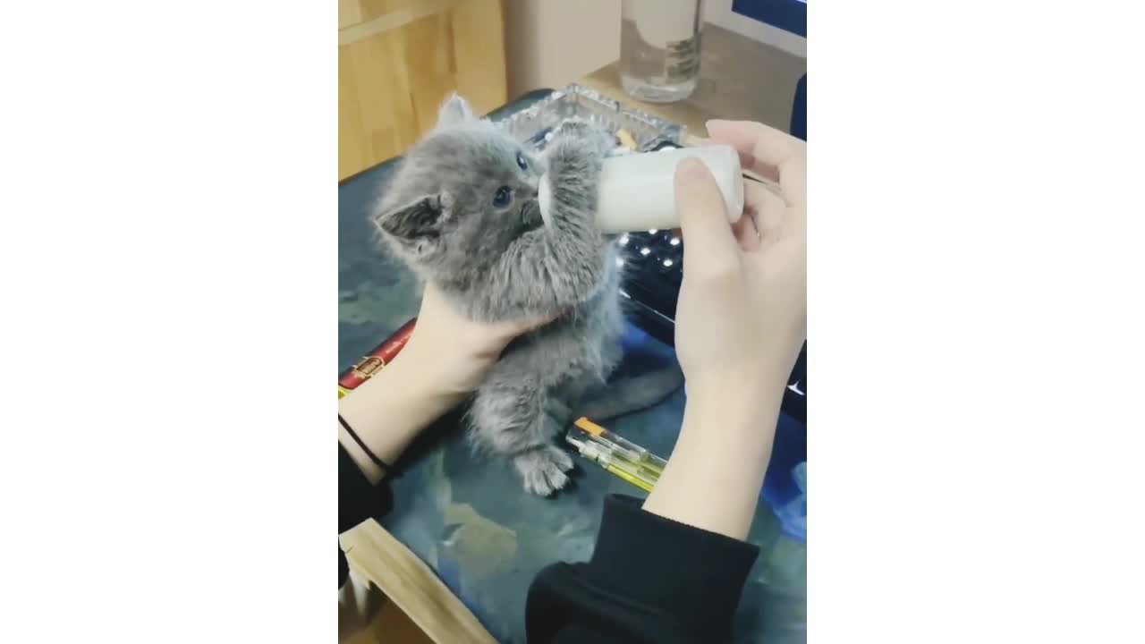 baby kitten