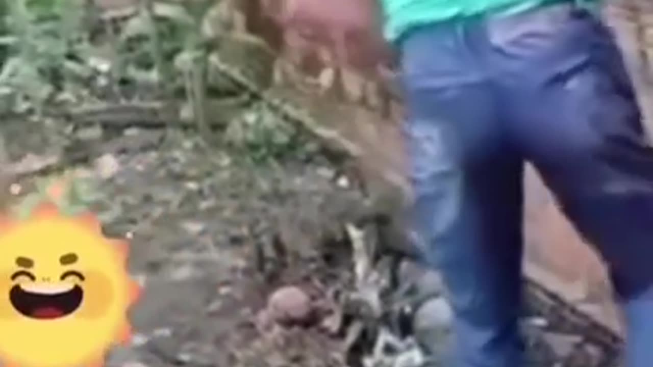 Try not to laugh