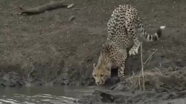 Crocodile, the master of the river?