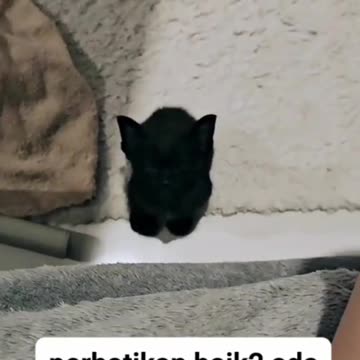 Cute Baby Black Kitten