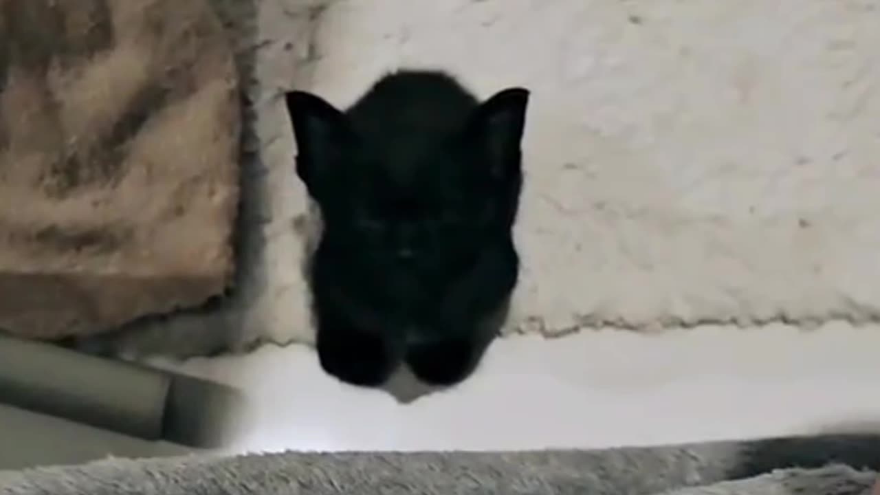 Cute Baby Black Kitten