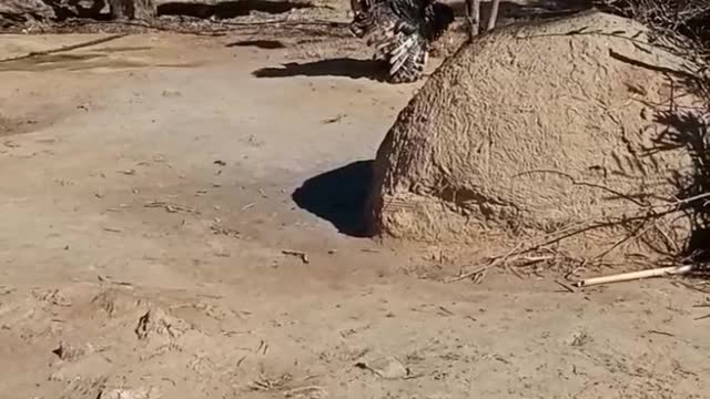 What is the name of this animal in your country