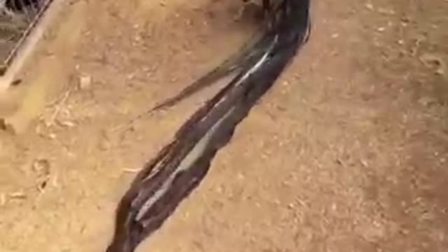 Hen animals so very attitude videos open the video