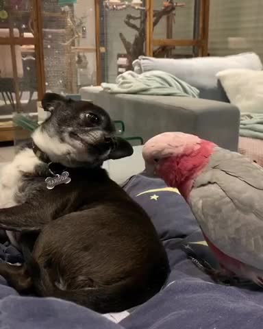Parrot teasing a chihuahua