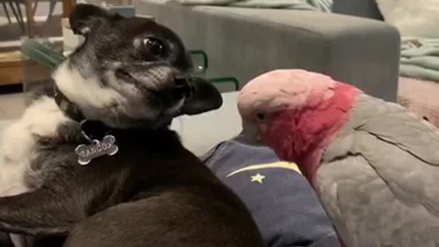 Parrot teasing a chihuahua