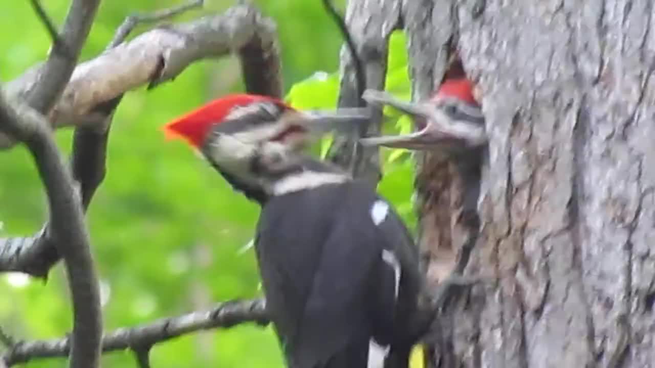 pileated woodpecker is feeding her youngs