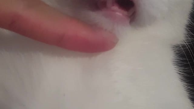 The cat can't close its mouth while sleeping.