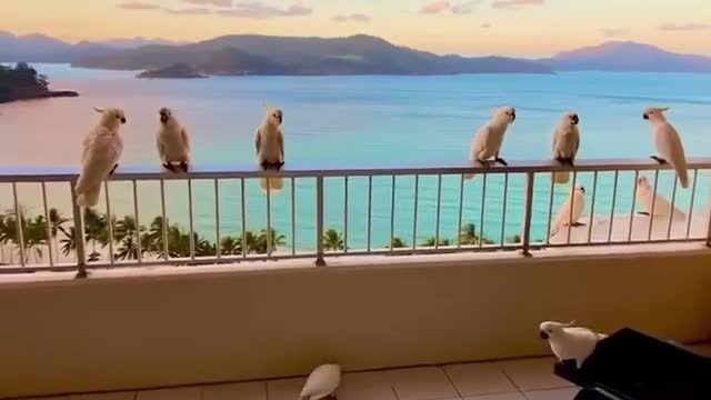 How many cockatoo can you count? 🕊