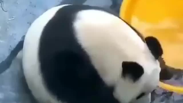 cute panda