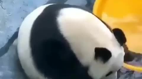 cute panda