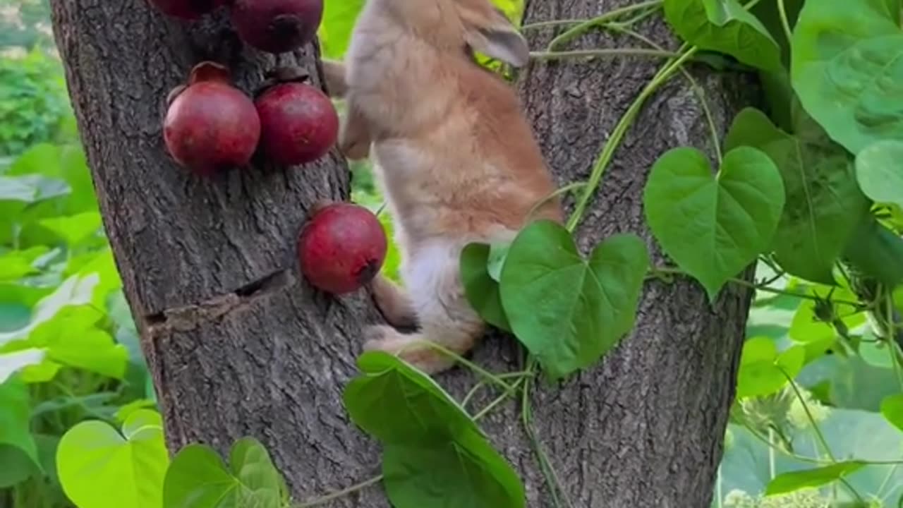 How a rabbit eats from a tree in the forest is a wonderful sight