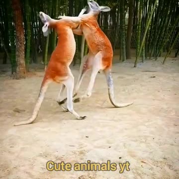 Kangaroo Fighting Videos | Animals Fighting Videos 2022 | Cute Animals Yt #shorts #animals #video