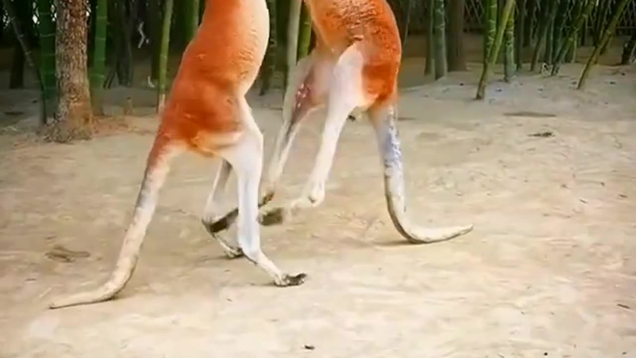 Kangaroo Fighting Videos | Animals Fighting Videos 2022 | Cute Animals Yt #shorts #animals #video