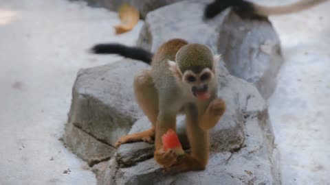 Squirrel monkeys