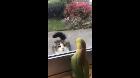 parrot and cat