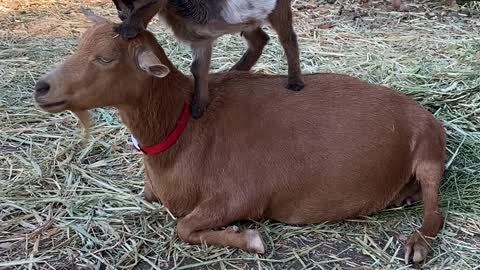 Baby Goats Just Won't Give Their Momma' a Break