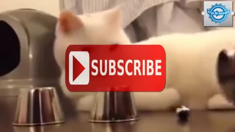 Smartest cat