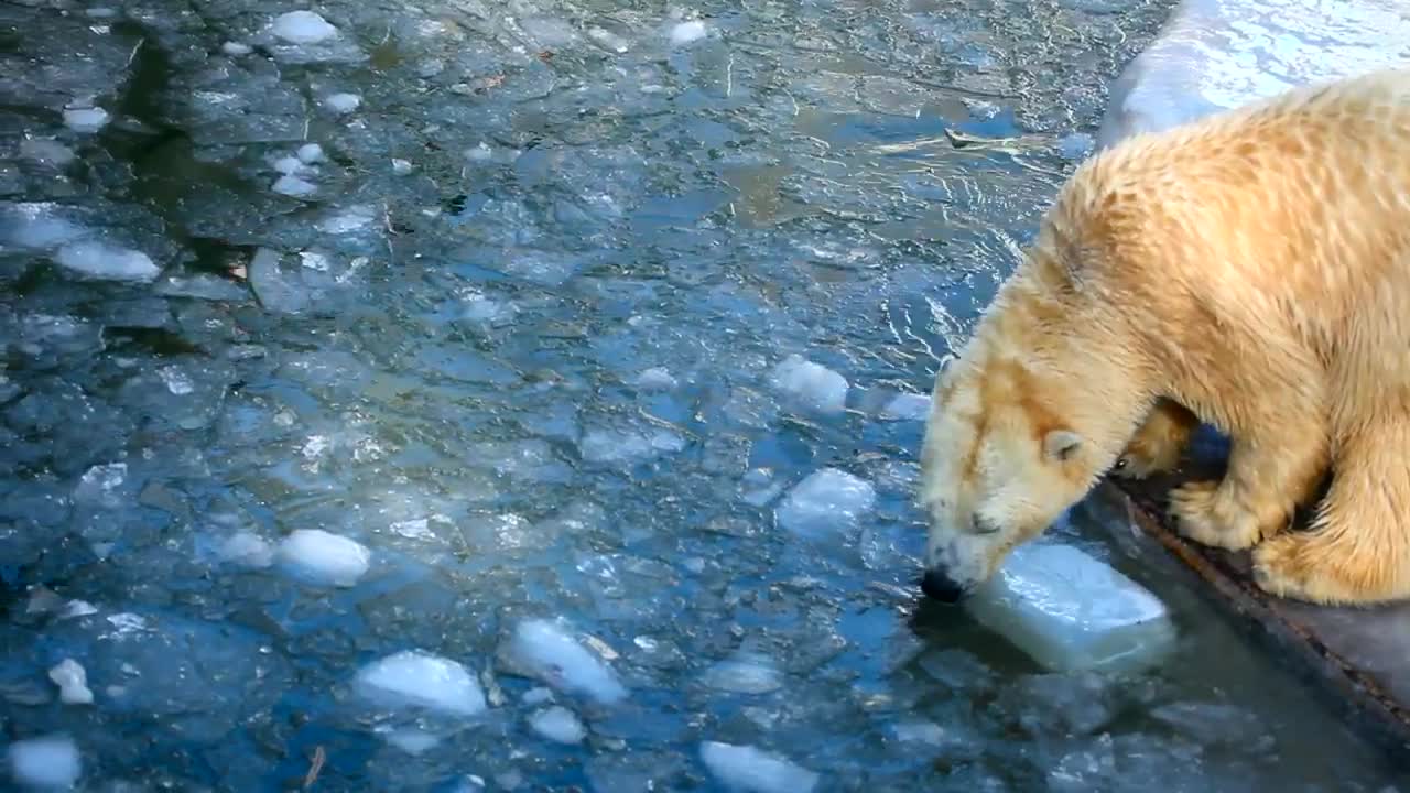 Polar Bears Playing With A Plastic Container In The Ice
