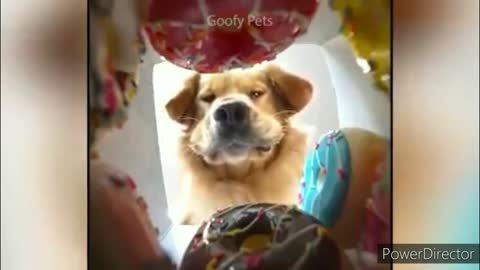 Funny cats and dogs video 2022,