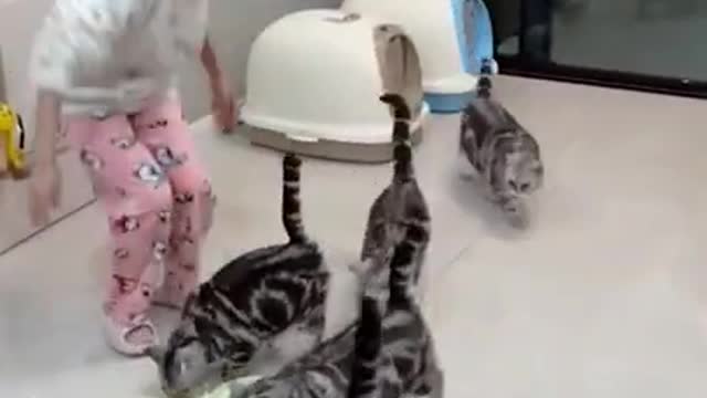 Cute Cats and Funny Animals Compilation
