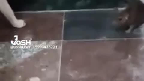 Cat_and_rat fight