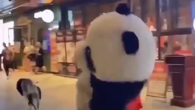 Panda is chasing me!