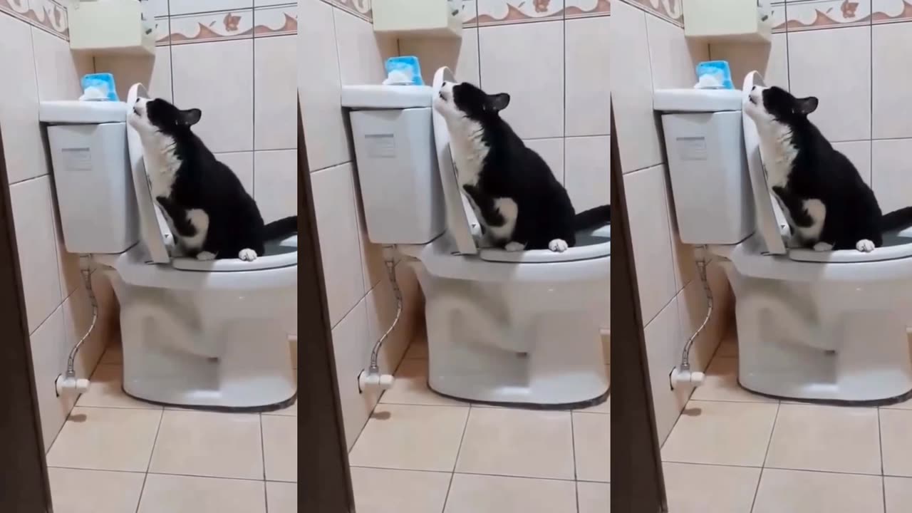 Cats can play on the toilet like this