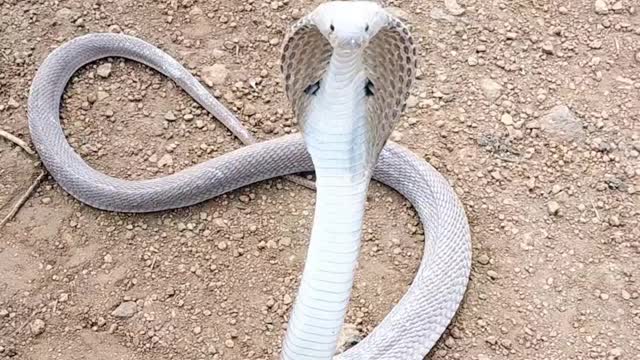 Angry but cute cobra snake😍