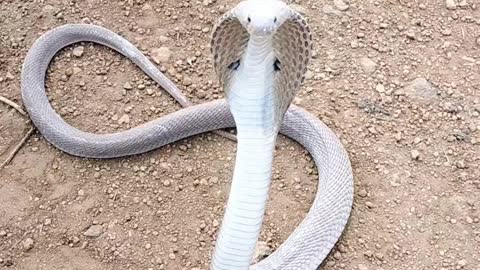 Angry but cute cobra snake😍