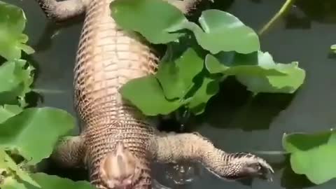 The behavior of wild animals that make you happy and excited
