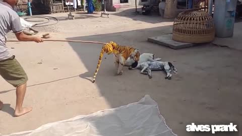 Fake Tiger, Prank With Dog Very Funny Dog Reaction. Try to stop laughing Challenge