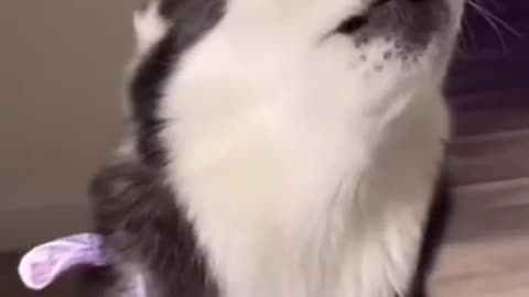 Mornings With A Dramatic Yelling Husky Be Like…