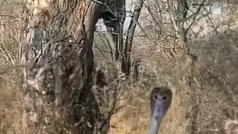 Leopard vs snake fight