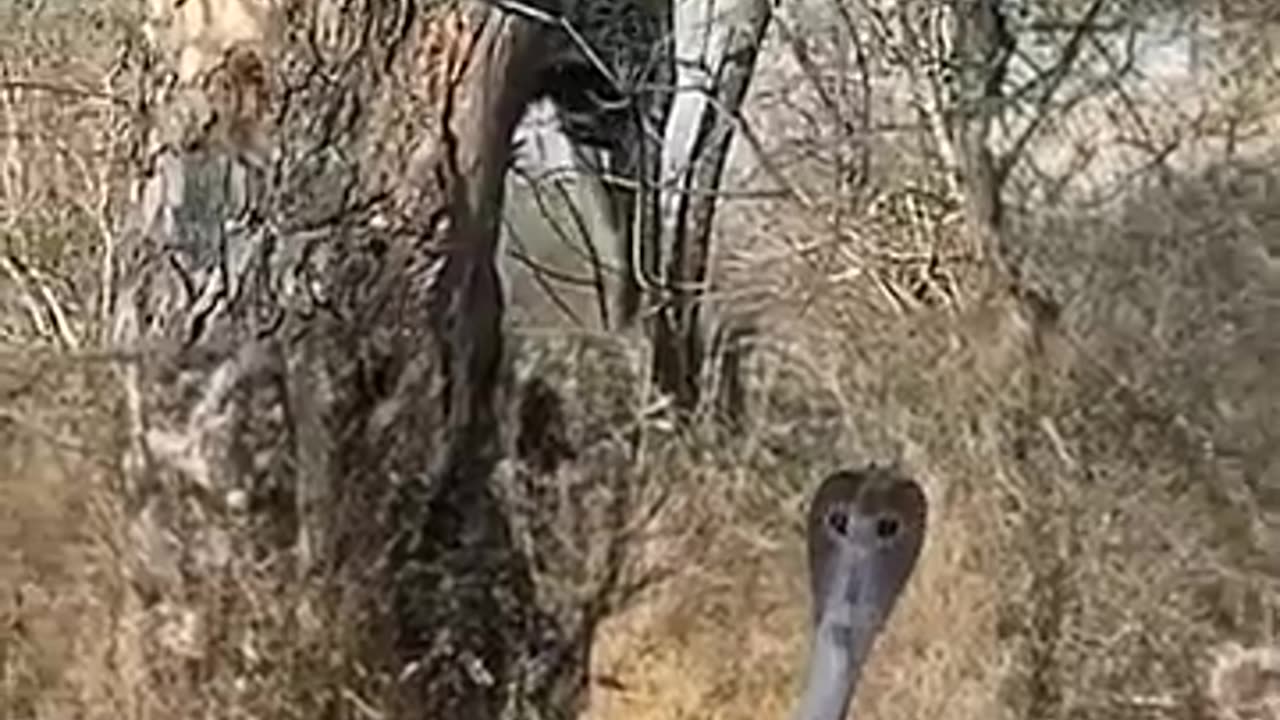 Leopard vs snake fight