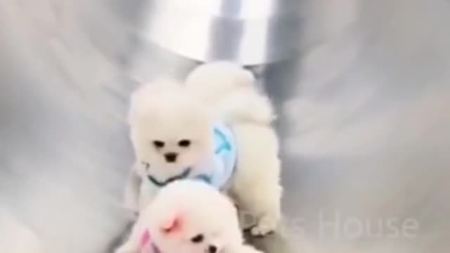 Super cute dog