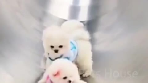 Super cute dog