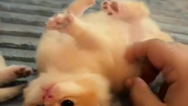 The Funniest Cat Videos on the Internet 🤣🐱