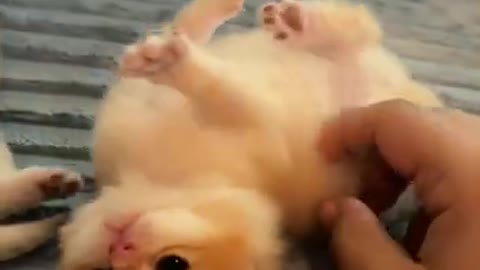 The Funniest Cat Videos on the Internet 🤣🐱