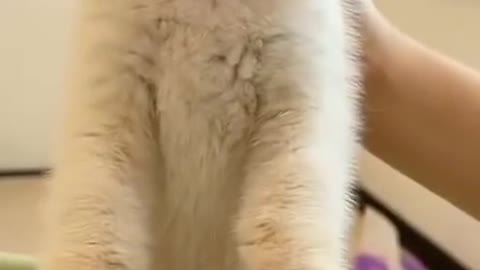 Funny cat video