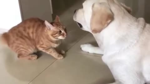 Cute cat and dogs funny video#cute cats video#cute cats funny video