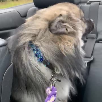 Adorable puppy loves travelling in style and experiencing wind through fur