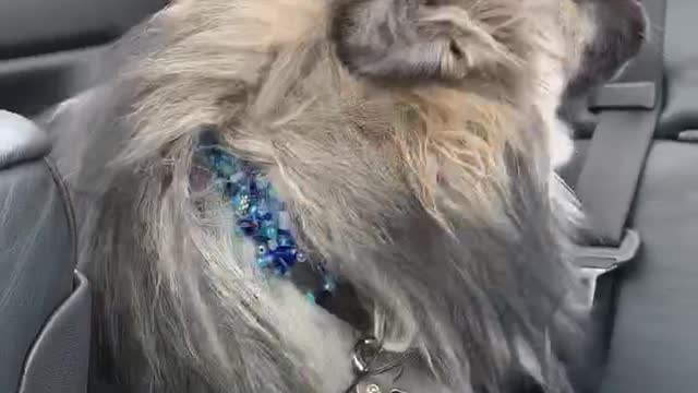 Adorable puppy loves travelling in style and experiencing wind through fur