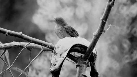 birds-branch-fauna-nature