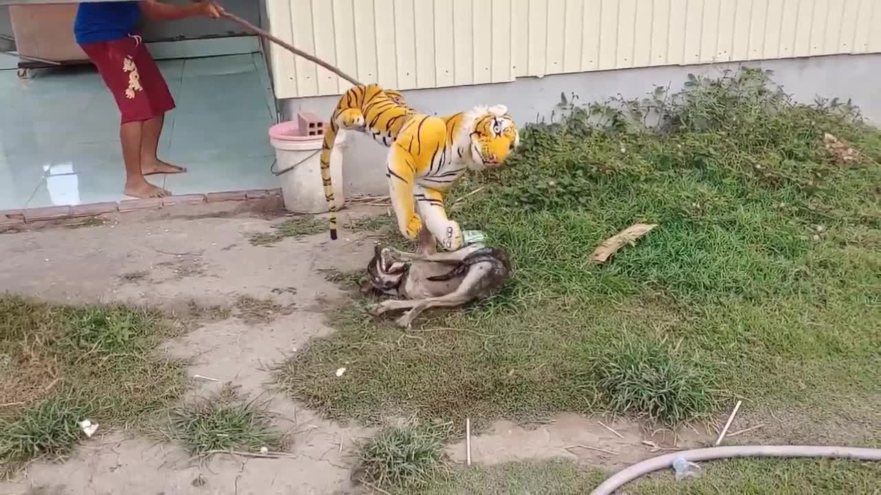 Fake Tiger Prank Dog!!! Dog Run Very Funny Prank Video 2021