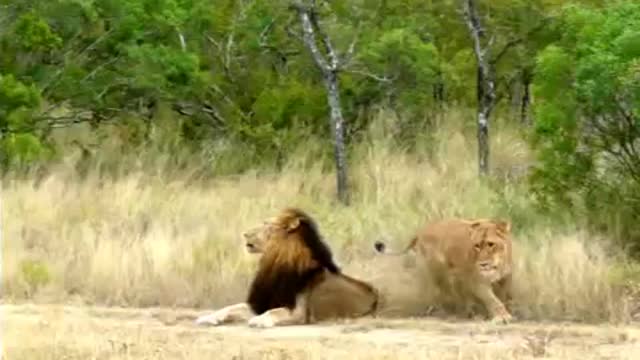 Lioness Tries To Get Some Action From An Uninterested Male Lion